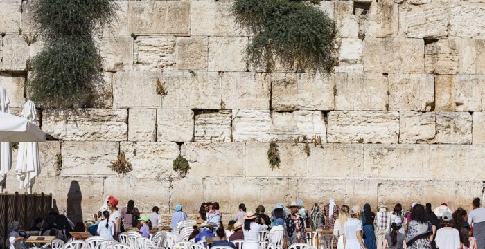 שחף הסעות